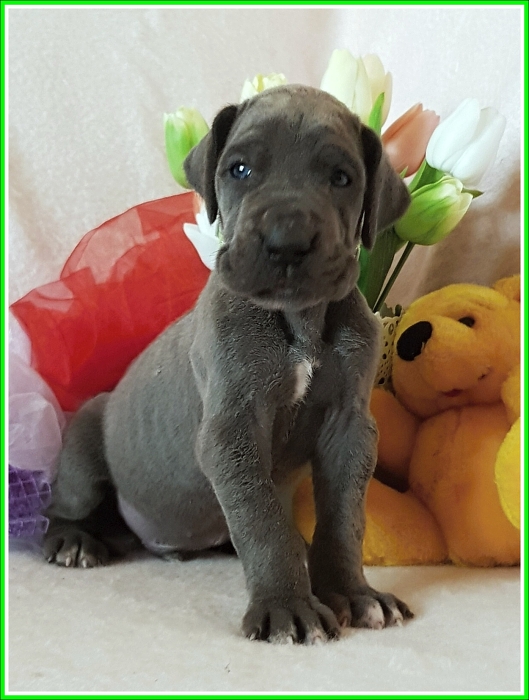 Litter Q - 3 weeks